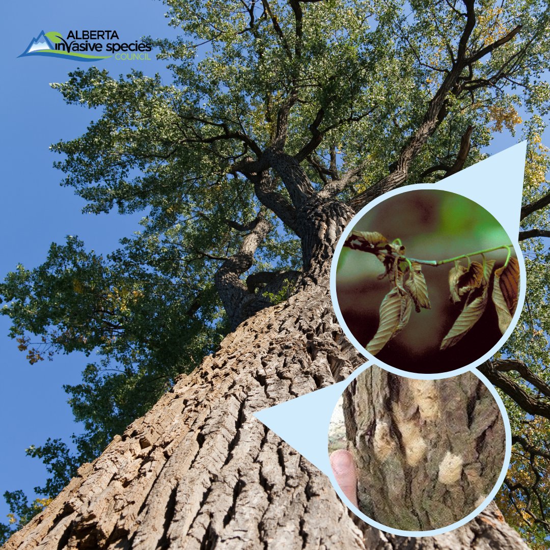 ABInvasives's tweet image. Don't be caught DED 💀 not checking your trees this month!🌳

August is #TreeCheckMonth! And we're on the lookout for ABs biggest concerns:
-DED: Dutch elm disease (yellowing leaves wilt, curl)
-Spongy moth (egg masses)
Spot signs &amp;amp; symptoms to help with EDRR of #invasives!