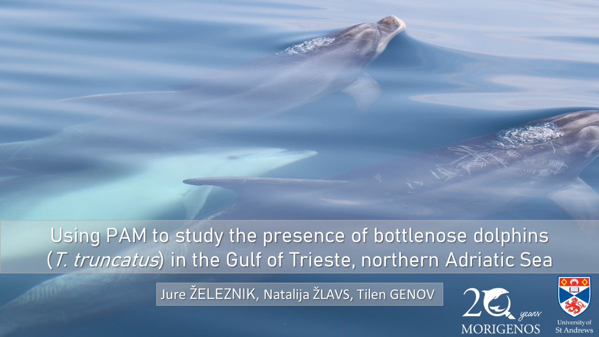 Check out our poster on-demand at #SMM2022 about using passive #acoustic #monitoring to study #bottlenose #dolphins in the Gulf of Trieste, northern #adriaticsea. #PAM @Morigenos_org @_SMRU_ @marinemammalogy