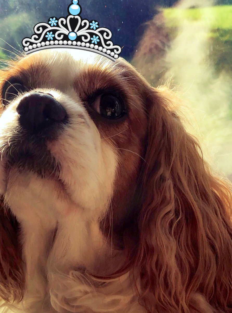 Hi Furiends! Today is my 8th Birthday!! 🎂🎉🐶 8 years ago I was cast aside as defective & only knew crates & concrete. I somehow knew Ma would find my special ❤️.🥳 #Birthday #dogsoftwitter #dogs #cavalierkingcharlesspaniel