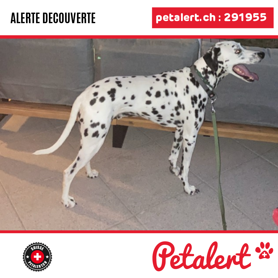 Trouvé #Chien #Fribourg #ChatelSaintDenis #Petalert  #PetAlertFR / p3t.co/QYRnJ