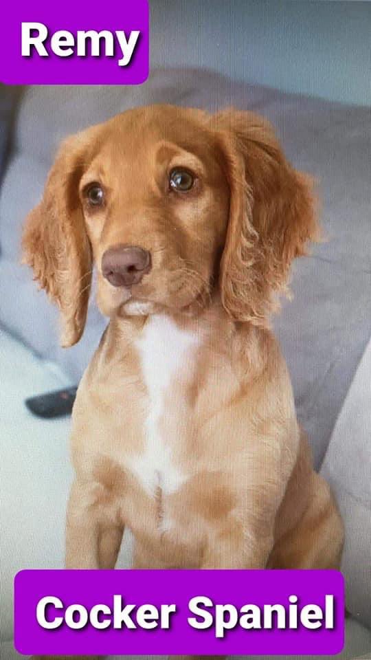 spaniel alert tweet media