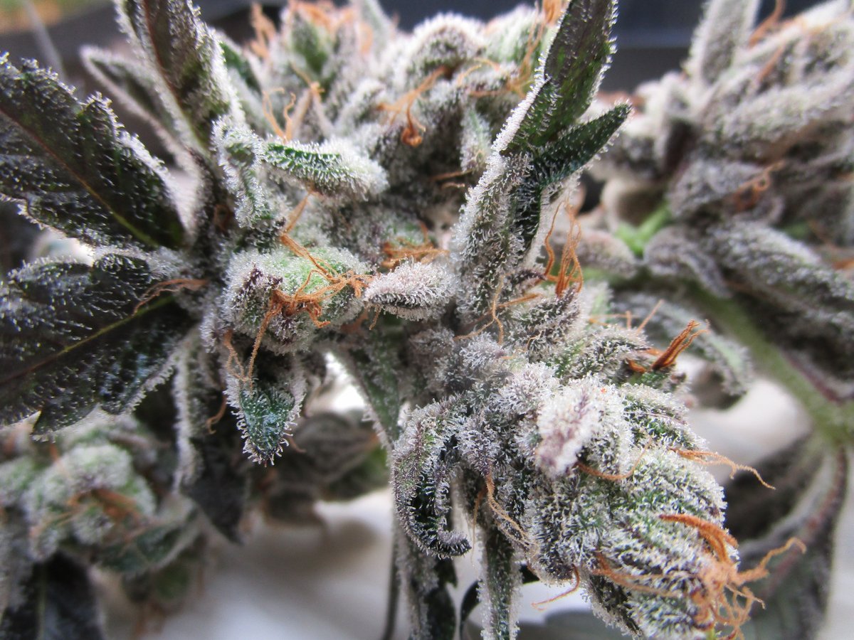 cannalabs420's tweet photo. its that time again ...
This Concord gets sugary. ๐โ๏ธ๐โฌ๏ธ
Eventually will be crossed with (bX), $PURPLE #crypto, & old school #MuseumGenetics AK47, #MisterNice critical mass & the sour.
We like developing profiles - #terpenes &
quantifying results.
$CANLAB โค๏ธ
#legacy #cannabis https://t.co/yfCbiIK6Wo