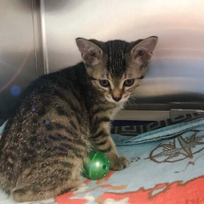 AbbeycatAdopt's tweet photo. ‼️ZOE IS LOOKING FOR A FOSTER HOME‼️
This adorable 8 week old tabby kitten is sitting in a cage in a shelter north of the city. We need a foster home so we can bring her into the program.
#FosterAppeal #TorontoCatRescue #OntarioCatRescue #KittensOfTwitter https://t.co/UrqTgyBuxd
