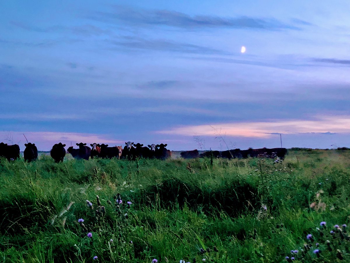 leavin4cheyenne's tweet photo. #cows #moomoo https://t.co/etuq7dtonA