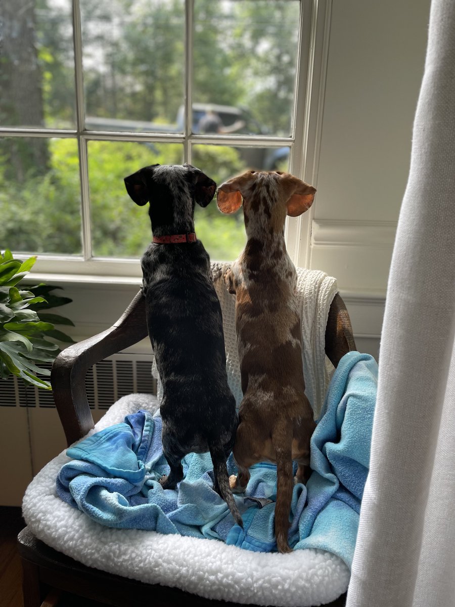 bifferlou's tweet photo. the best part of having two same-type dogs is when they accidentally synchronize https://t.co/NmbizelI59