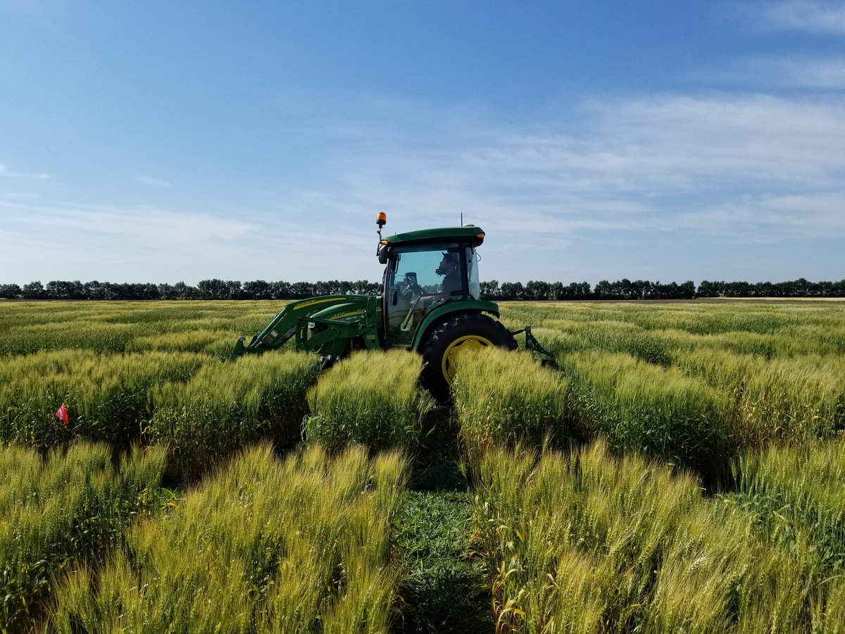 raju_aafc's tweet photo. A beautiful morning at #YXE @AAFC_Canada for phenotyping wheat germplasm. The team is busy with their toys!! @ShankarPahari @suba_agri @TyroneKeep @SantoshAAFC @wheat_dr @WheatSingh @nehavaid17 https://t.co/xg8UamAWBS