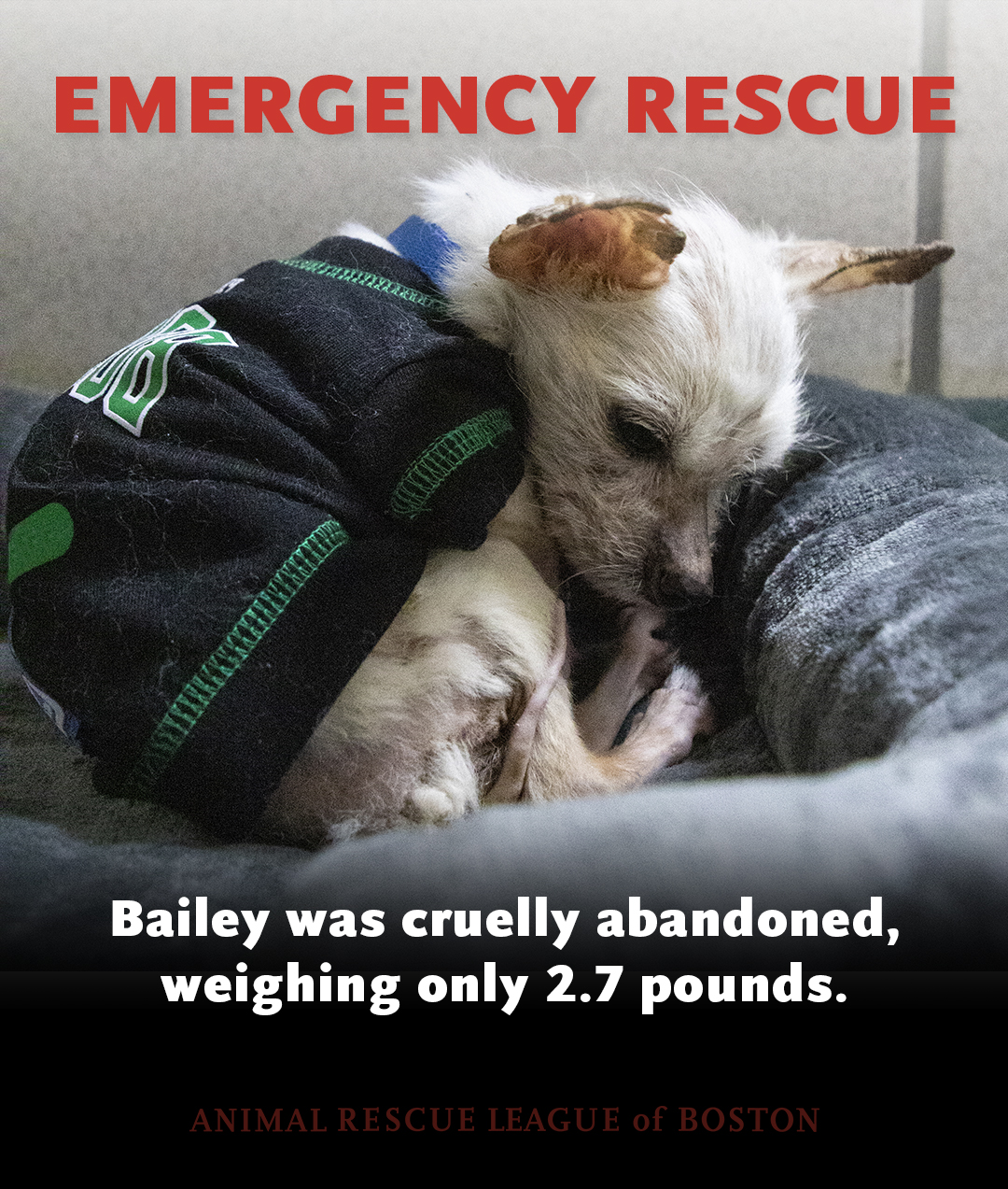 Animal Rescue League of Boston on Twitter: Animal Rescue League of Boston on Twitter: