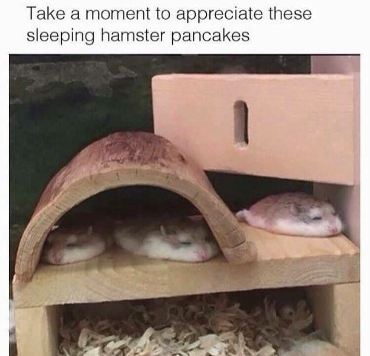 WholesomeMeme's tweet photo. https://t.co/z1kPsOz6Mt