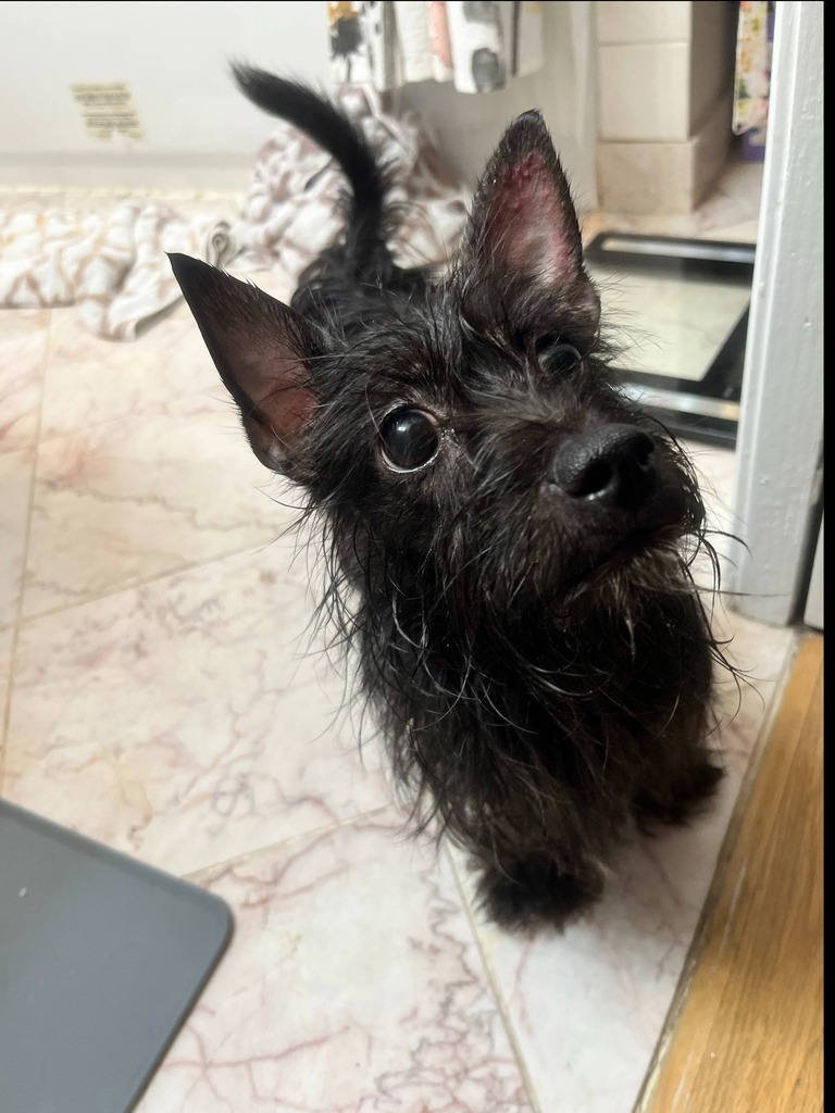 #DoYouKnowThisDog? N Kostner Ave & W Altgeld St, #BelmontGardens, #Chicago, #CookCounty, IL,  60639.  

Female - Yorkshire Terrier Yorkie - Black.  Found: 2022-08-04

CONTACT:   (718) 675-2723 
Email:  9d873417@contact.petfbi.org 

More Info: ift.tt/Yl7k4S3 
To search …