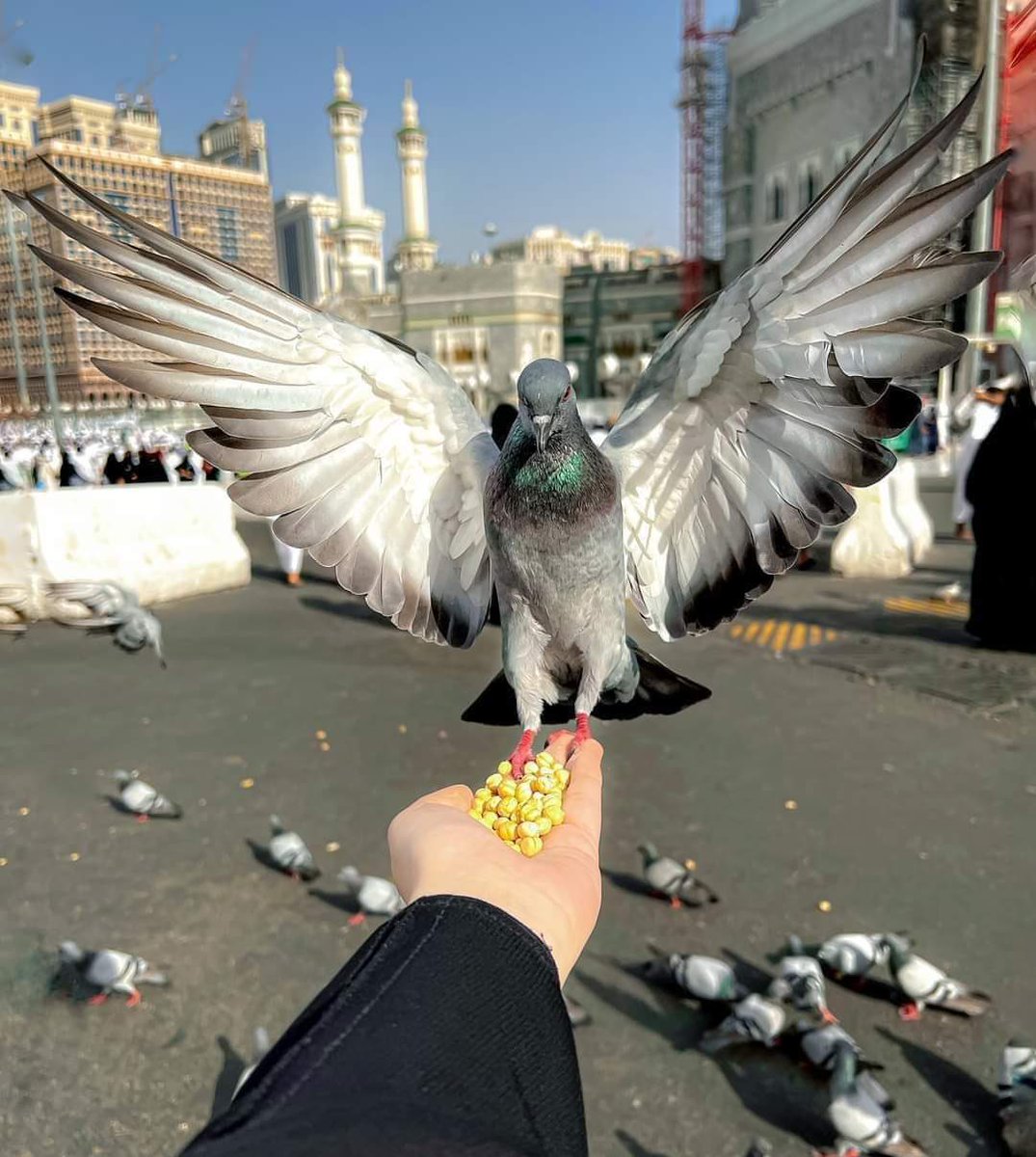 عبدالله السعيدي 🇴🇲 tweet media