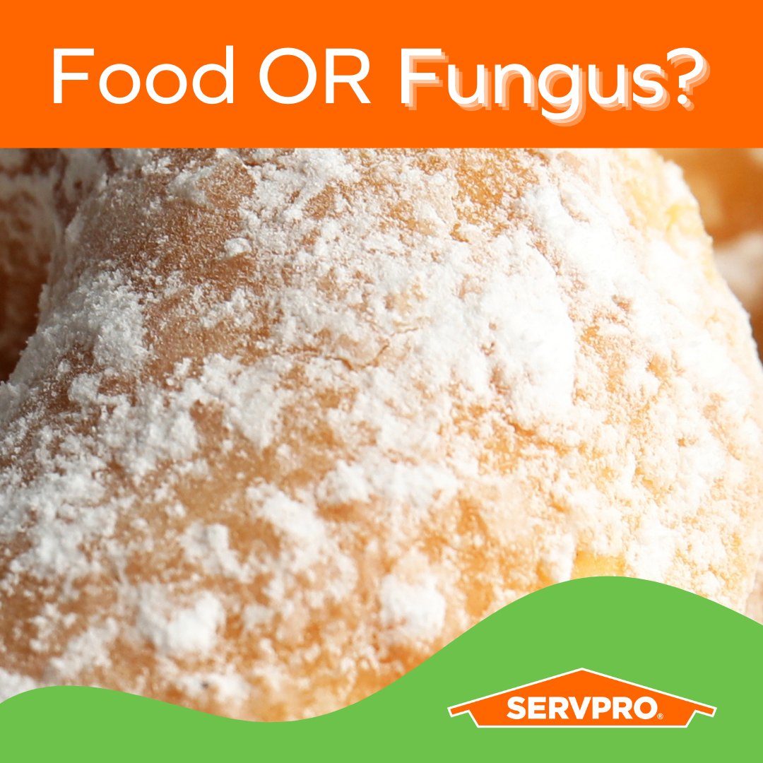 Servpro_SWC's tweet image. Food OR Fungus? Comment with your answer! If you believe you have mold in your home or business, do not attempt to clean it yourself. Mold remediation requires specialized protective equipment and expertise to remove it safely.