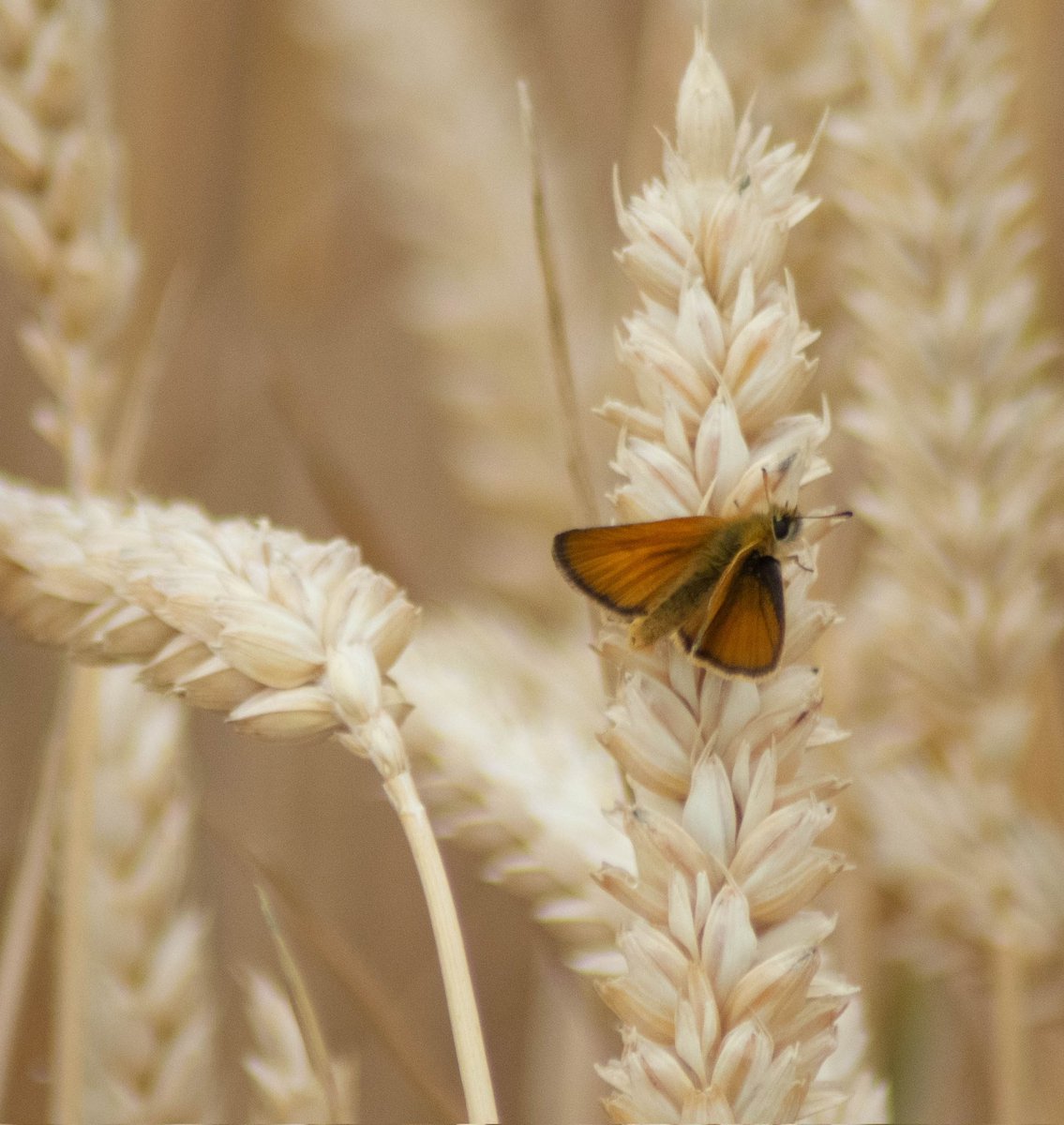 ArchiesOddities's tweet photo. Essex Skipper 🦋

#wildlifephotography #wildlife https://t.co/EnYBYb8vAl