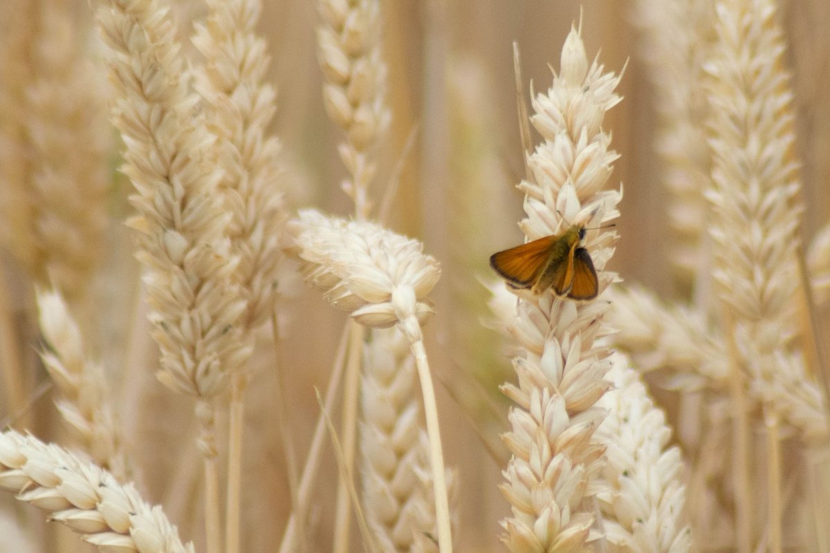 ArchiesOddities's tweet photo. Essex Skipper 🦋

#wildlifephotography #wildlife https://t.co/EnYBYb8vAl