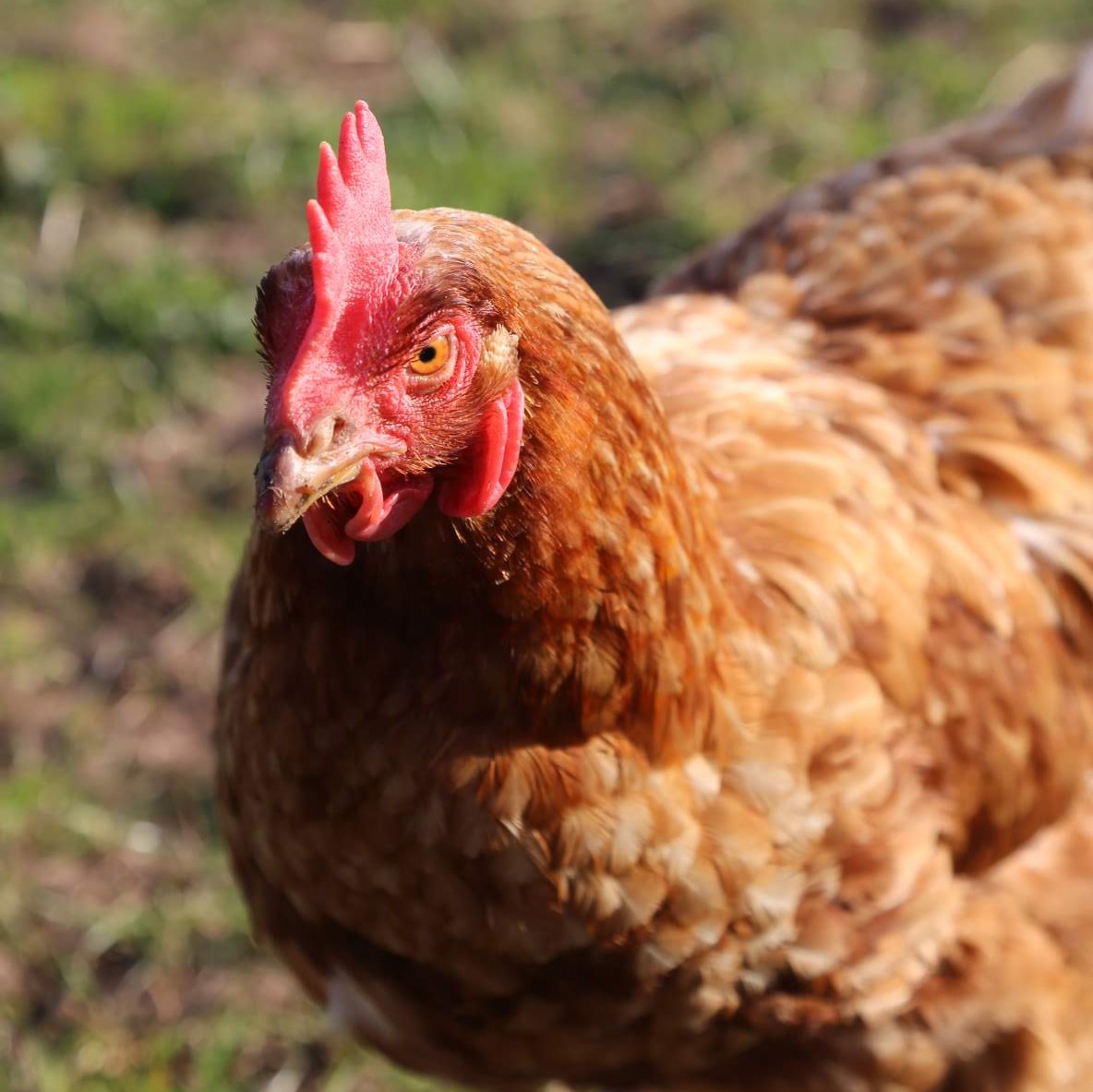 LantraScotland's tweet photo. Some great free courses on offer at @BordersCollege  Newton St Boswells campus: #Nature Skills and #Ecology, Introduction to #Chicken Keeping and Local #Food Production. https://t.co/13DVoq3VMM https://t.co/1GOjkyYUxq