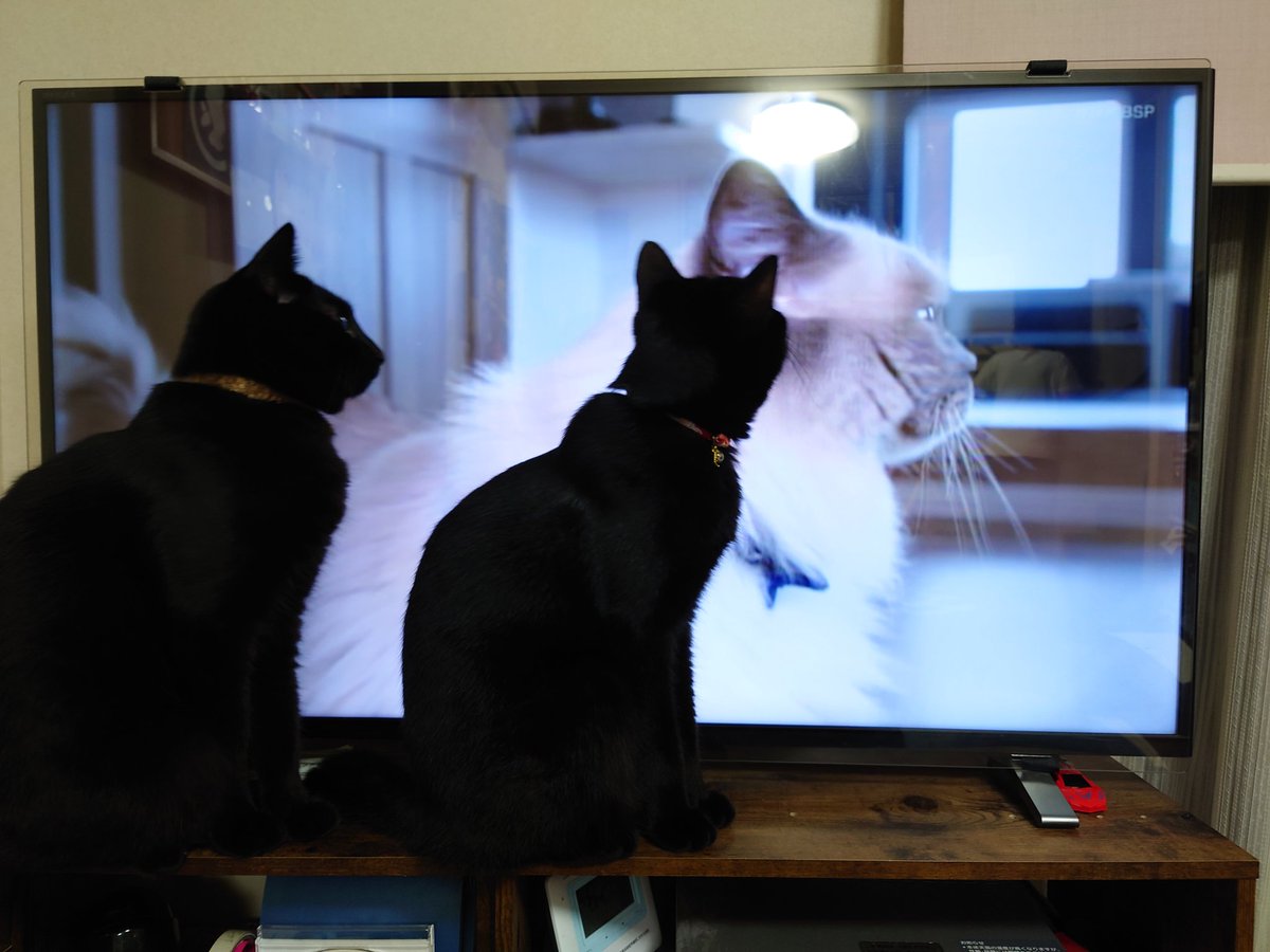 kiri0307's tweet photo. お二人さん🐈‍⬛🐈‍⬛、画面にねこがいて、気になるのは分かるんですが、、
テレビ全く見えません😭
  #しっぽの短いあじ
 #鍵しっぽのさば
 #猫のいる暮らし 
 #猫好きさんと繫がりたい https://t.co/6VB0IgDKqh