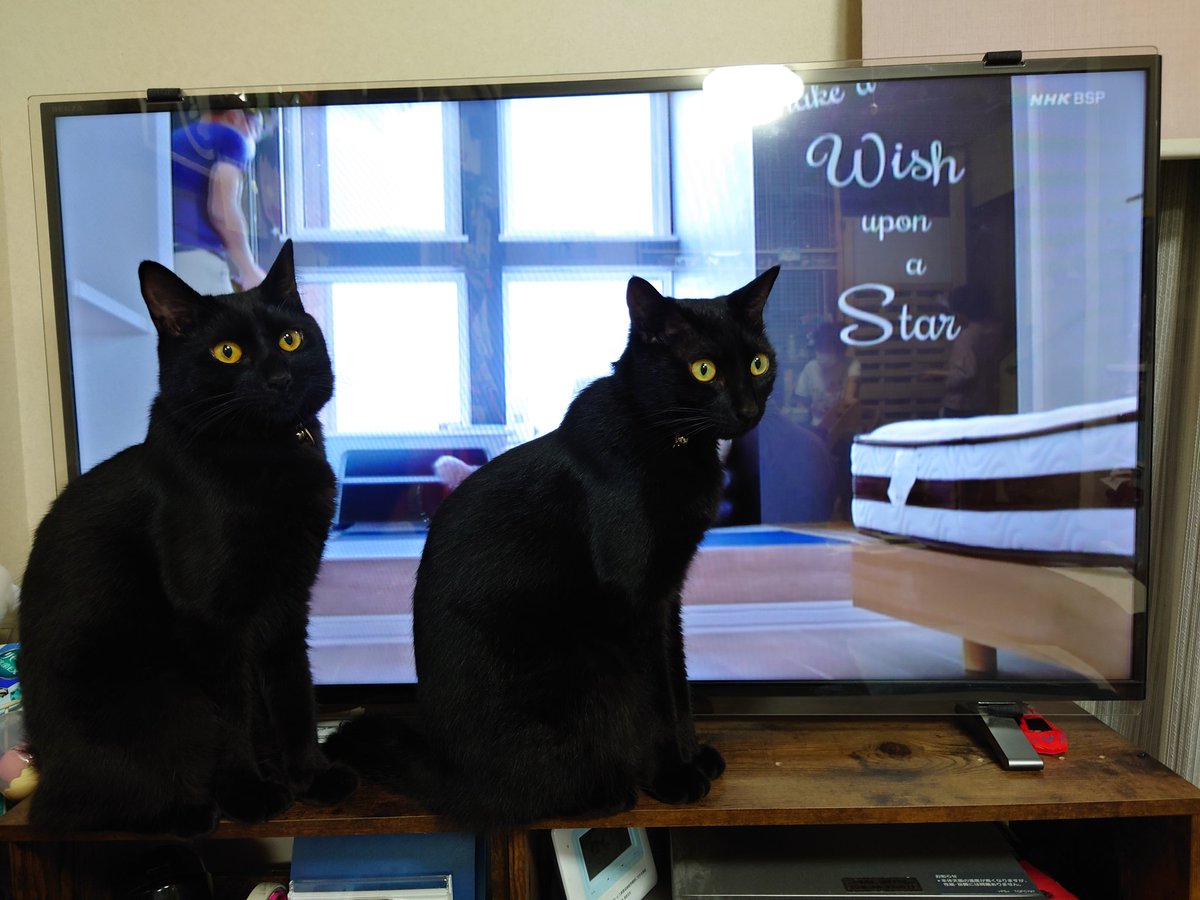 kiri0307's tweet photo. お二人さん🐈‍⬛🐈‍⬛、画面にねこがいて、気になるのは分かるんですが、、
テレビ全く見えません😭
  #しっぽの短いあじ
 #鍵しっぽのさば
 #猫のいる暮らし 
 #猫好きさんと繫がりたい https://t.co/6VB0IgDKqh