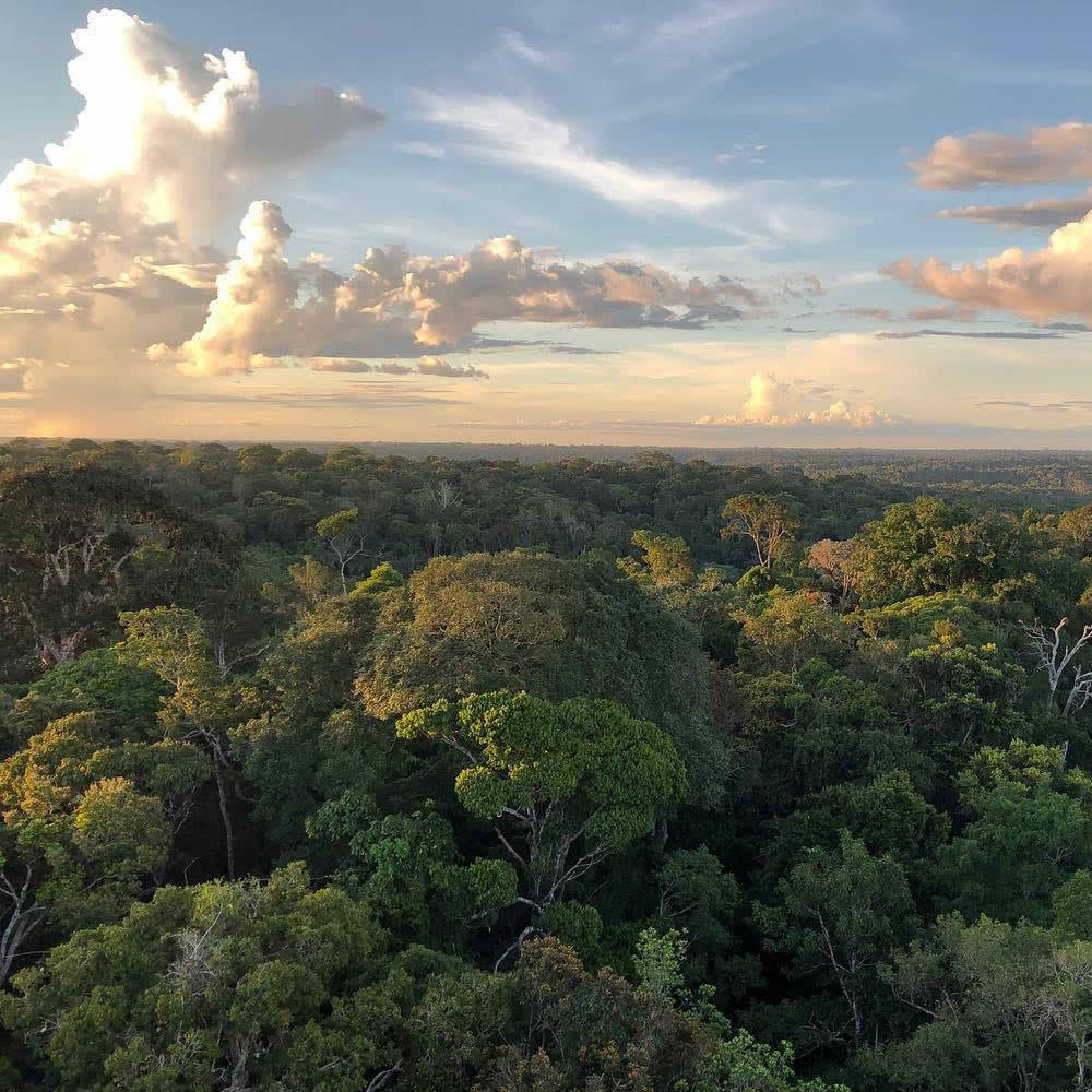 MuseudaAmazonia's tweet photo. O #tbt de hoje vai para a vista indescritível do alto da nossa 𝗧𝗢𝗥𝗥𝗘 𝗗𝗘 𝗢𝗕𝗦𝗘𝗥𝗩𝗔𝗖̧𝗔̃𝗢, pelas lentes da visitante Rafa Campos (@rafacamposs7).

#vempromusa #conhecerprapreservar #museuvivo #manaus #amazonia #museudaamazonia #reservaducke #floresta https://t.co/ZrrYCEhzSw