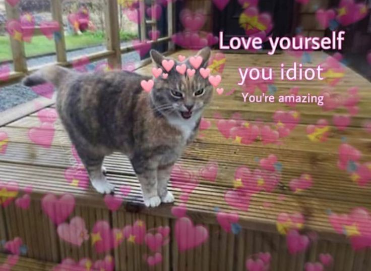 nocontextscats's tweet photo. This is your last warning https://t.co/PZLa4dDc39