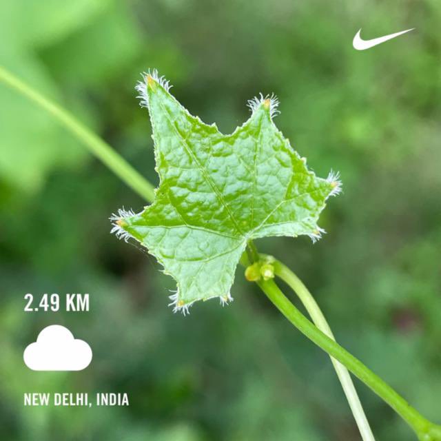 harminderharry's tweet photo. Ran 2.49 kilometres with Nike Run Club
Day2653 of #runningstreak #h_art
Day97 of #100daysofrunningchallenge2022 #HDOR #100daysofrunning
#run #running #nrc #nrcindia #garmin #beatyesterday https://t.co/7QcZbL9uYG