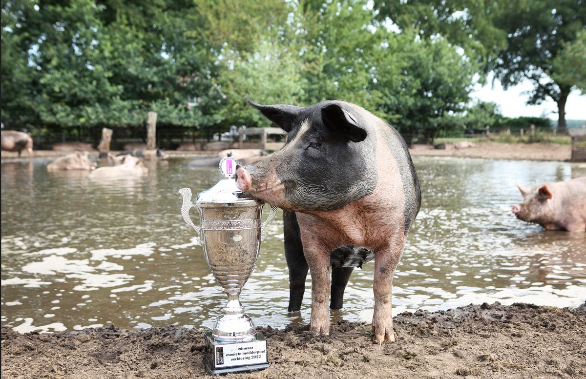 De mooiste modderpoel van 2022 ligt in Heino. Gefeliciteerd bioboer John Reimert! Een prachtige poel, vol blije varkens 😍
