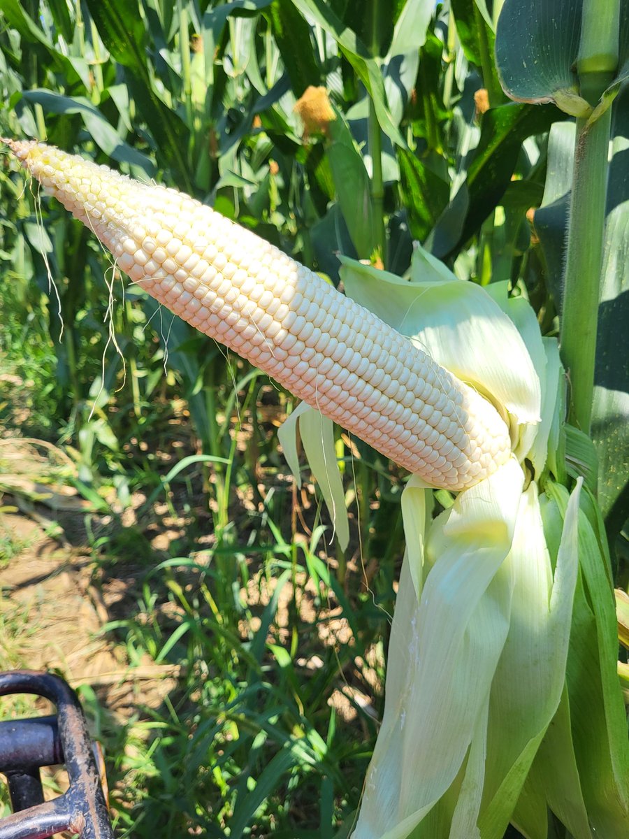Le maïs avance à grand 👣