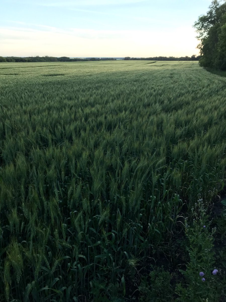 FE_EPrairies's tweet photo. Next day after the rain, and then this was taken last night. Wheat propped right back up! It hasn't given up yet! https://t.co/YdEgUijdFG