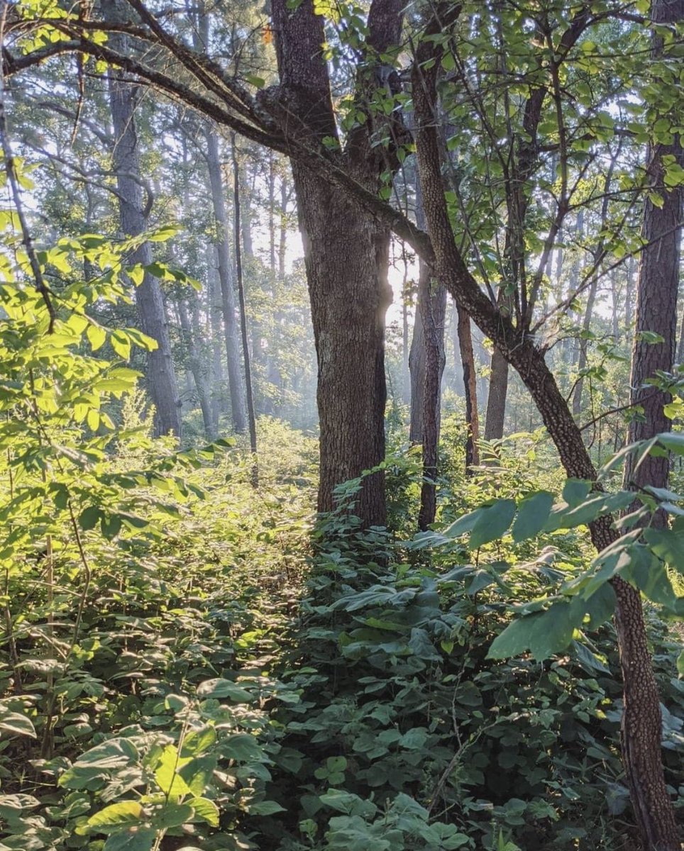 JMichael_Smith's tweet photo. The A Loop trail is a 2.6-mile trail of moderate difficulty. It includes some smooth elevation changes, and a couple of fun obstacles for mountain bikers while showcasing the North-West portions of Tyler State Park! @etxtraveler @TPWDparks 

#TylerStatePark #TxStateParks https://t.co/3o8UHkshsW