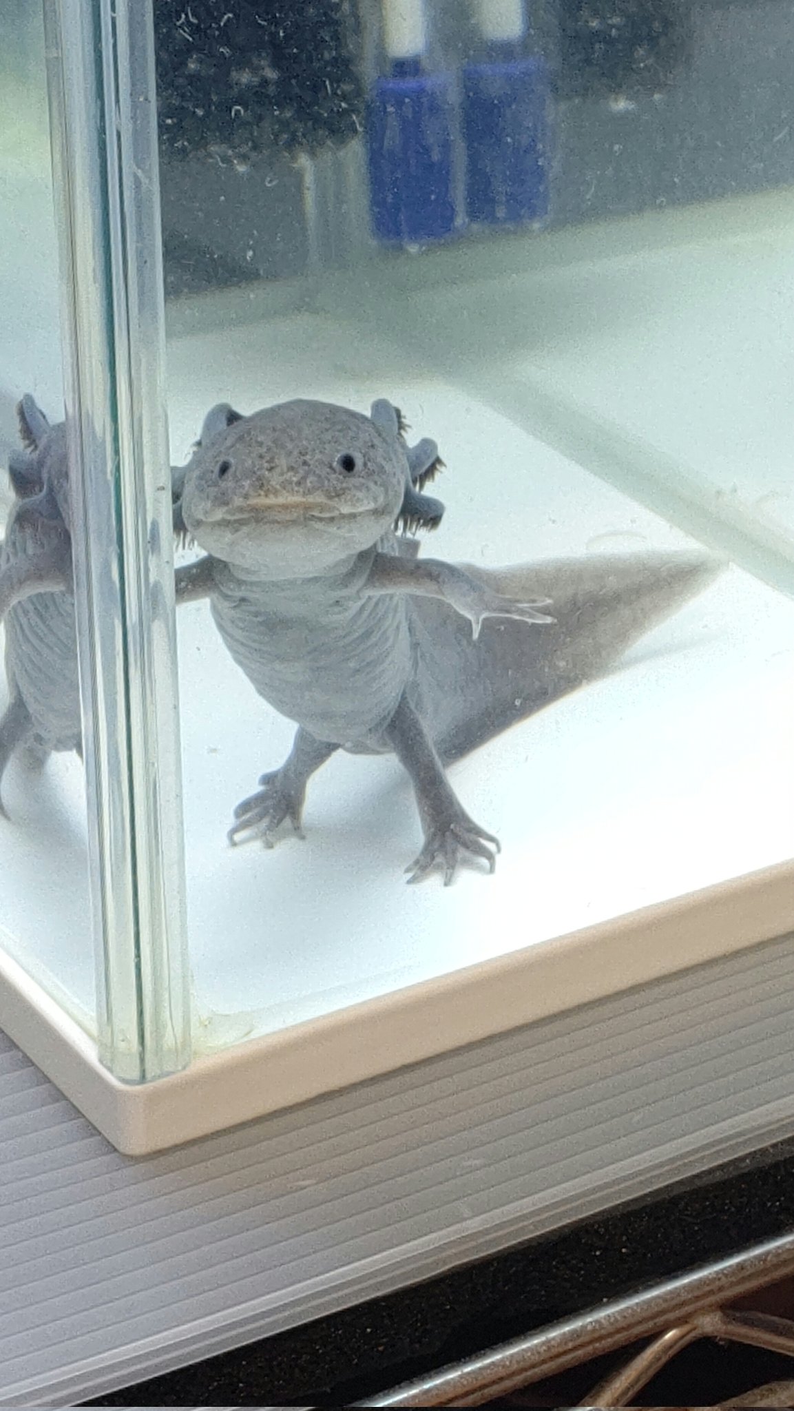 ウーパールーパーがひっくり返るのはなぜ 原因と対処法について解説 あにまろ る