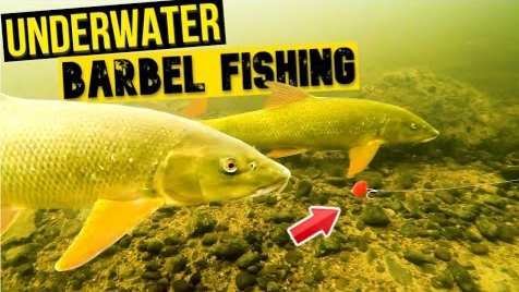 BasicallyBRoll's tweet photo. Probably the best underwater video I've ever made! #barbel #fishing 
https://t.co/JT8boYfUjU https://t.co/8zxCHzBVaF