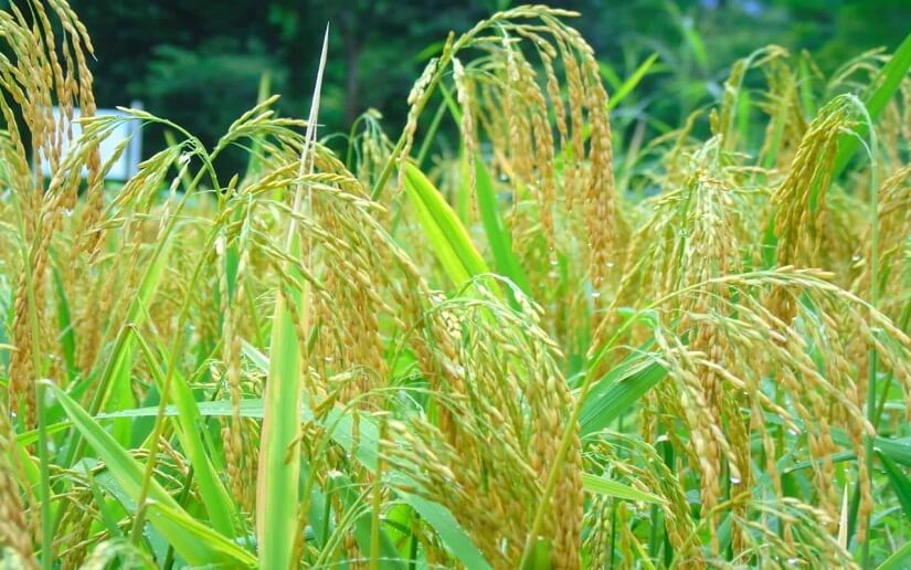 Rcisneros1979's tweet photo. #Nicaragua 
Primer ciclo 2022-2023 de arroz secano con buenos resultados.
El SNPCC, ha impulsado programas y estrategias para el desarrollo del sector arroz, con el objetivo de potencializar los rubros con mayor impacto socioeconómico.
#FuerzaDeVictorias https://t.co/8p3g4Hzcnn