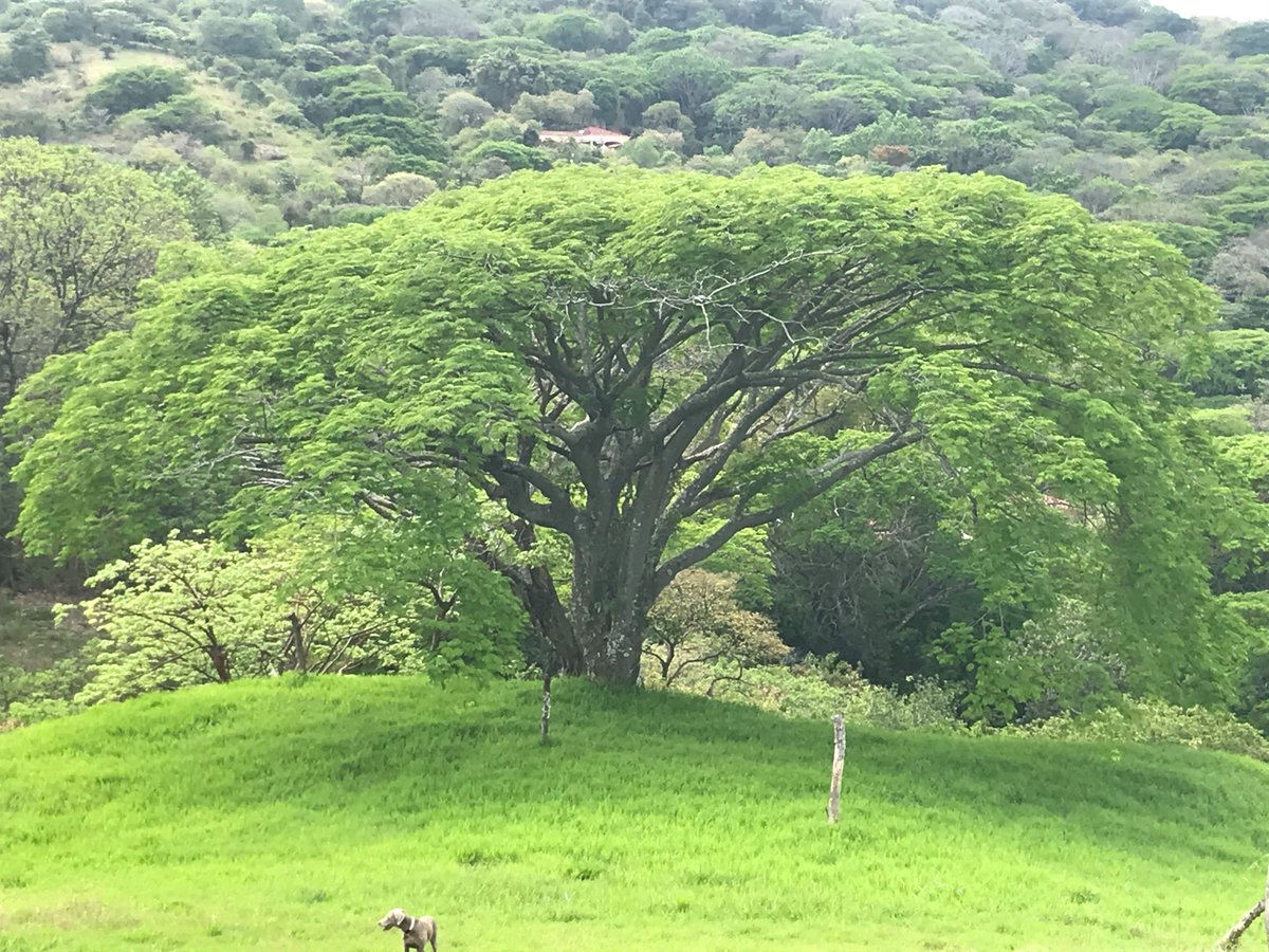 Los bosques se podrían convertir en una mejor fuente de divisas que los pozos petroleros.  Mira el siguiente artículo y pásalo a los gobernantes de tu país. Ojalá disfruten el artículo
lnkd.in/gwcPkpHD