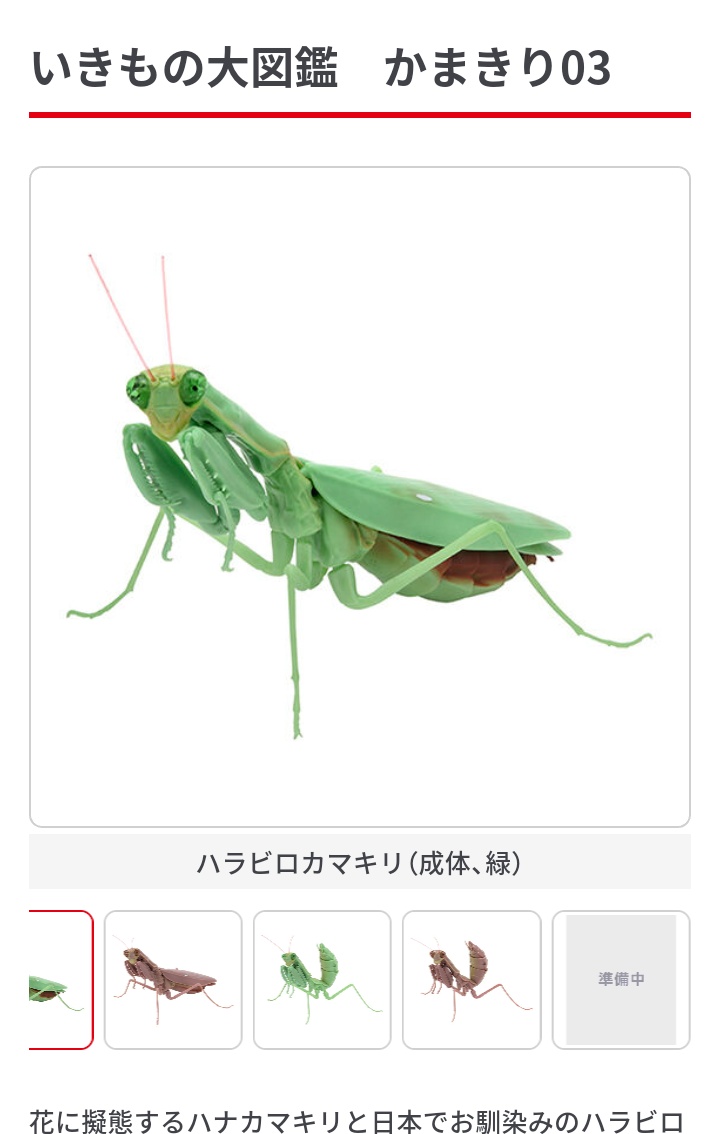 マオウカレハカマキリ 雲南省産 成虫♀(交尾済み) 1匹 カマキリ