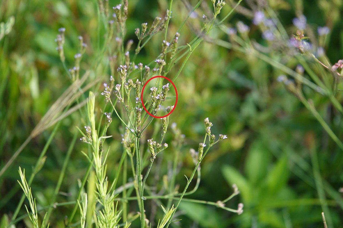 National Forests in FL tweet media