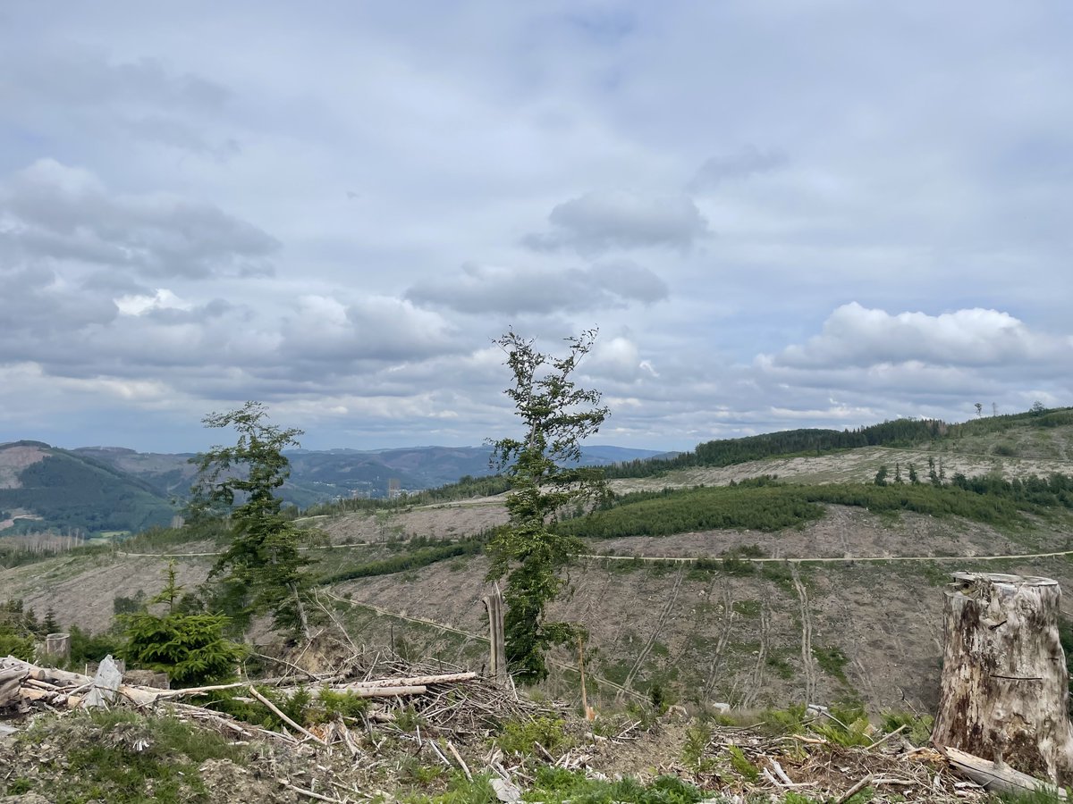 dominikwind's tweet photo. Versteppung, mitten in Deutschland. Auf diesen Flächen funktioniert die sog. Naturverjüngung nicht mehr, wir finden keinen einzigen einjährigen Sämling, selbst die Schlagflora kommt nicht mehr auf. Bis zu 70 Grad auf dem Oberboden, totale Austrocknung, Erosion, (1/2) https://t.co/ZmvCx7hytx