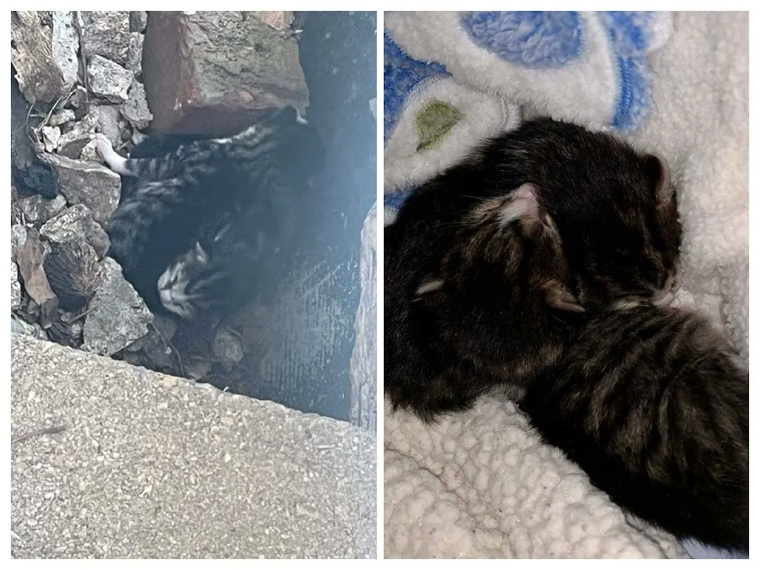 pa_pals's tweet photo. From the PALS Case Files:
Mama cat moved her newborns but inexplicably left these 2 baking in the hot sun on these rocks - here they are; fat, fed and snuggled in at champion foster Anne’s.
#PALS #palspets #PALSCaseFiles #adoptdontshop #kitty #helpashelter #localrescue https://t.co/zyCeLmCiMx