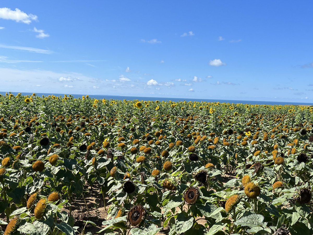 sharonbadham1's tweet photo. #Rhosilli beach & sunflowers https://t.co/qKhzxfCx3L