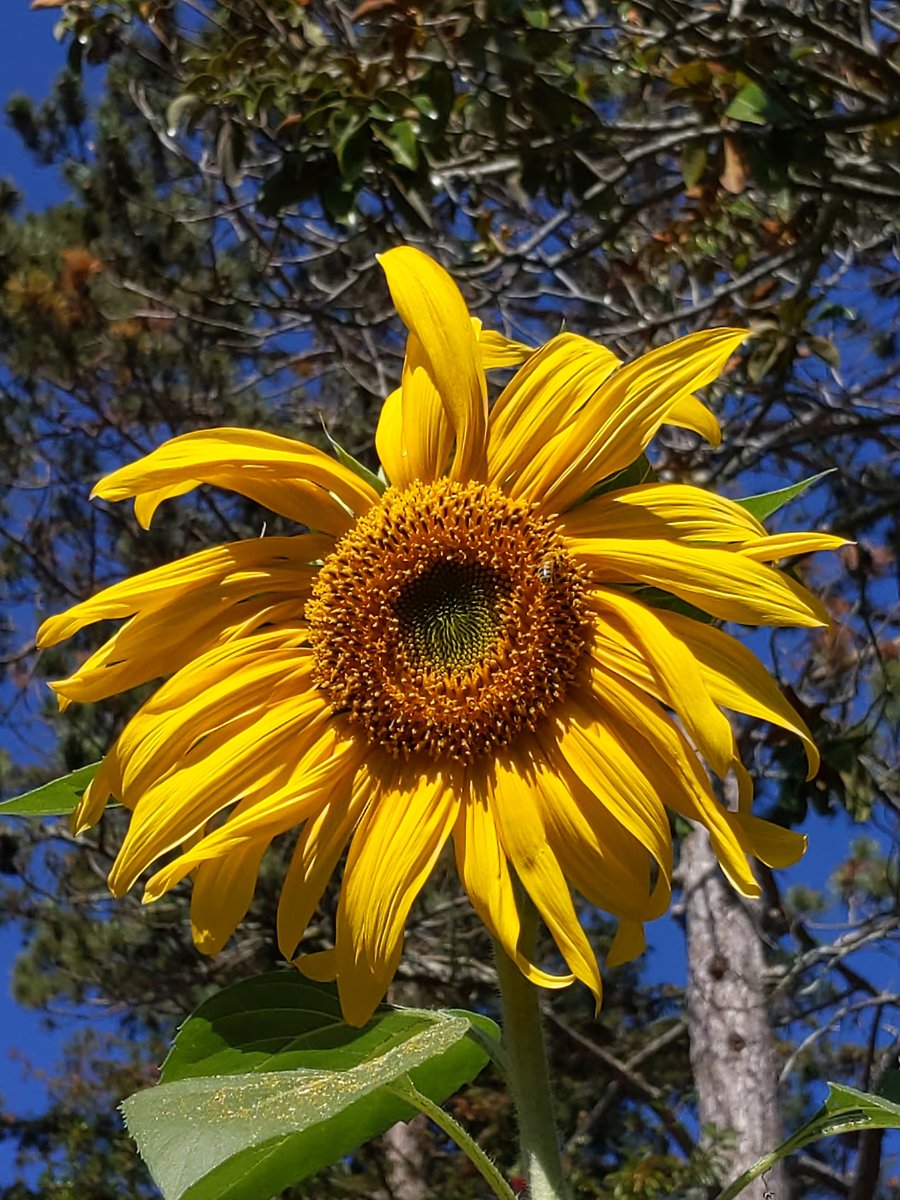 IslandBoyFarms's tweet photo. One of the girls had found the big sunflower!
#sunflower 
#beekeeper
#islandboyfarms
#beekeeperpat https://t.co/NgOZTPtZce