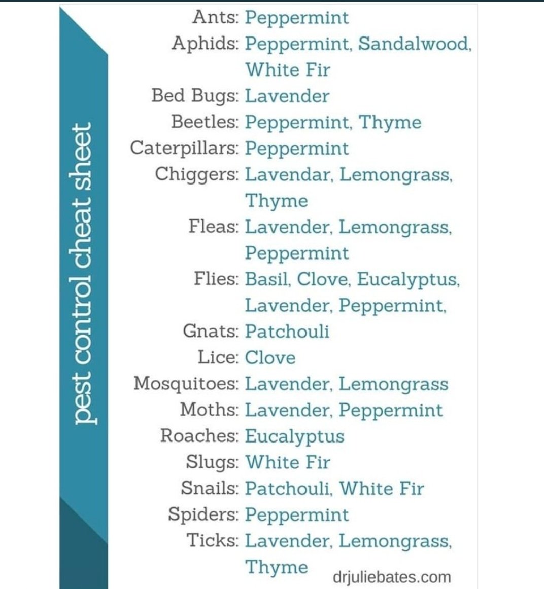 saunieindiego's tweet photo. Pest control without harmful chemicals https://t.co/BllE6lXH8O