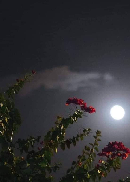 أنا من الأشخاص الذين يعشقون الليل والقمر 🌙🌕🖤