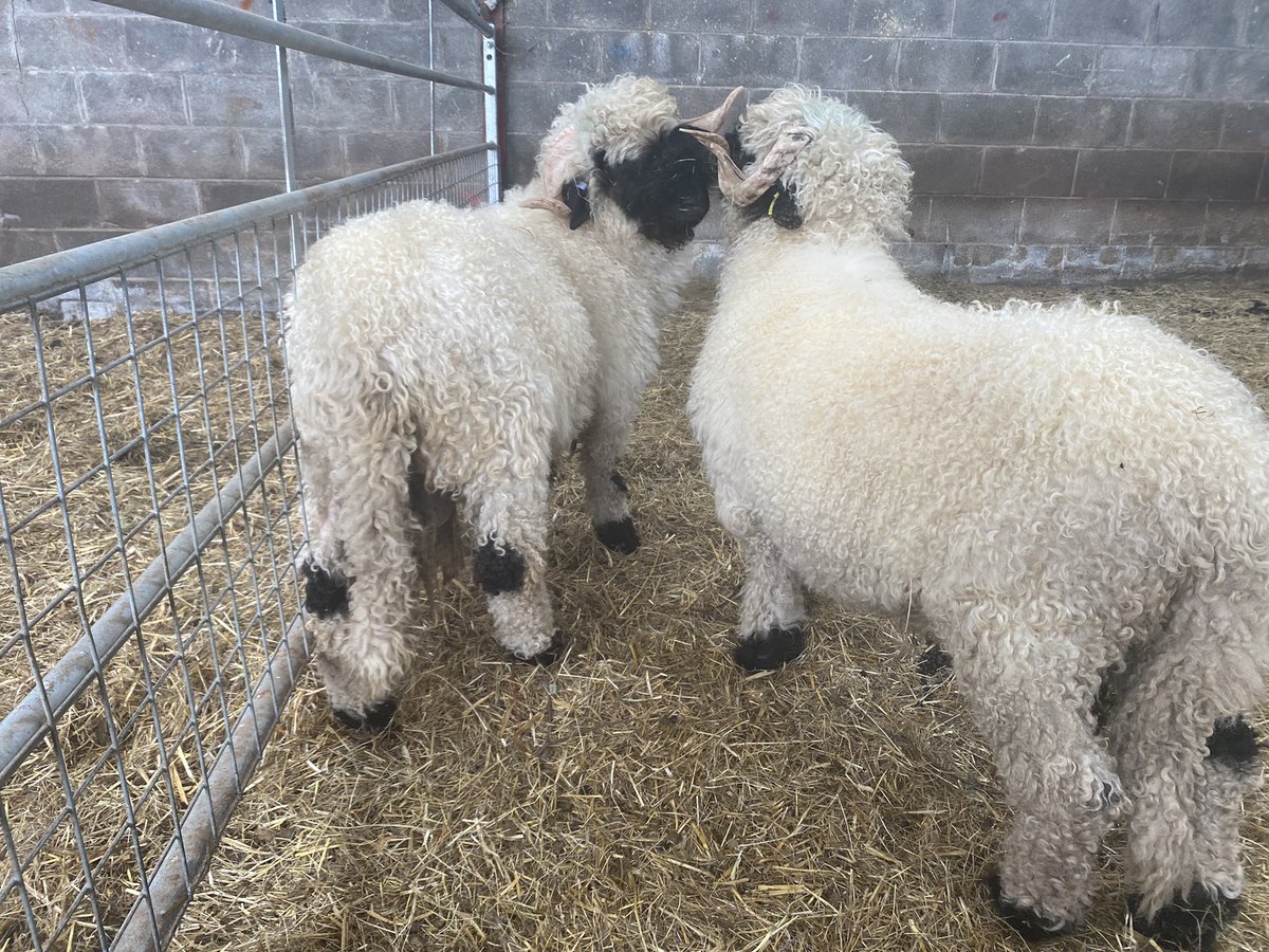 Cantref's tweet photo. We are so excited to welcome our 2 new Valais Rams to Cantref! They are too cute for words. What do you think we should call them? ๐ #valaissheep #valaisrams #sheep #photooftheday #cute #farmpark #breconbeacons #familydayout #daysoutwithkids #visitafarm https://t.co/jBfhRrd5cb