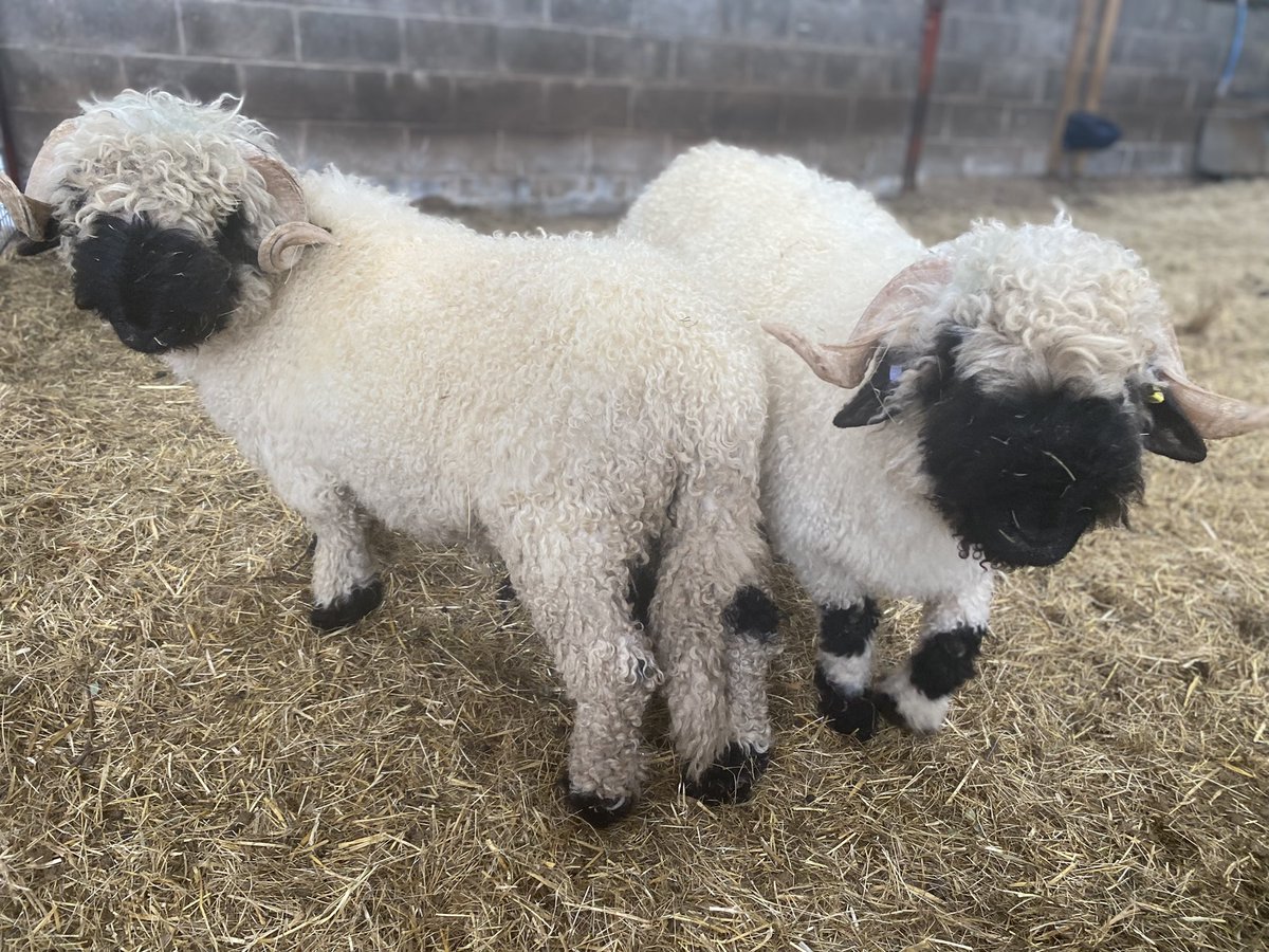 Cantref's tweet photo. We are so excited to welcome our 2 new Valais Rams to Cantref! They are too cute for words. What do you think we should call them? ๐ #valaissheep #valaisrams #sheep #photooftheday #cute #farmpark #breconbeacons #familydayout #daysoutwithkids #visitafarm https://t.co/jBfhRrd5cb