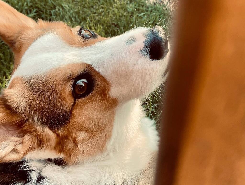 CorgMarshall's tweet image. I love sitting under this bench.
#corgi #pembrokewelshcorgi instagr.am/p/Cg2EYQQuXN1/