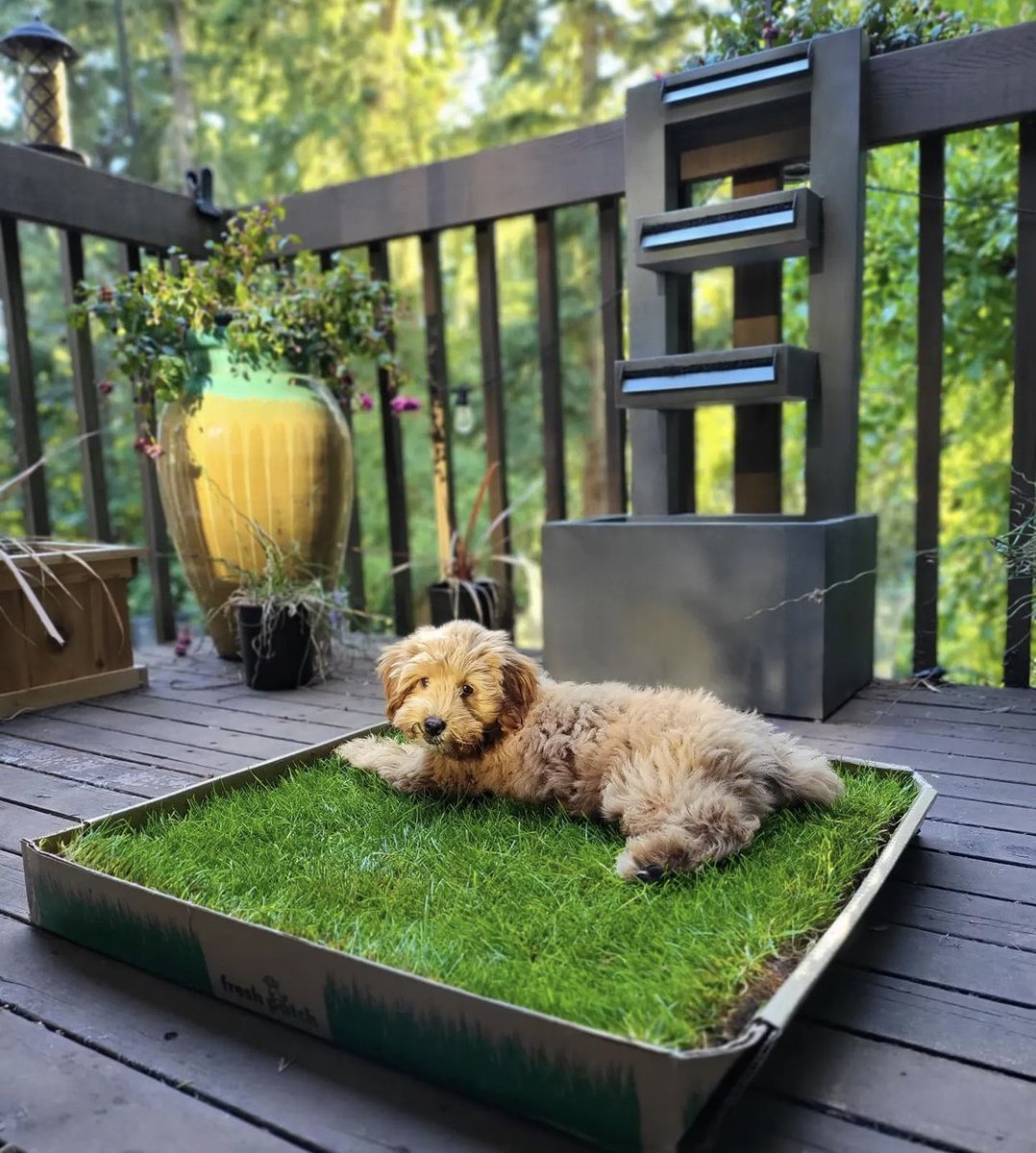 FreshPatch's tweet photo. Looking for that pawfect potty spot? Look no further! ๐ถ๐ฑ #FreshPatch #PuppyPottyTraining #Puppy #PuppyEssential #PuppyMustHave https://t.co/M3eTjdu1rg