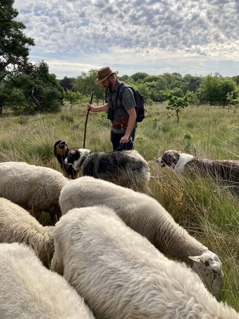 Dog, man, sheep - Canine Efficiency. Picture by Marieke Enter #kuddebeschermingshonden #schaapskudde #geit #schaap #ciobănescromânesccarpatin  #altdeutschehütehunde #conflictpreventie #wolf #veluwe #staatsbosbeheer #canineefficiency <a href="/Bosw8erLaurens/">Laurens Jansen</a> <a href="/MariekeEnter/">Marieke Enter</a> <a href="/staatsbosbeheer/">Staatsbosbeheer</a>