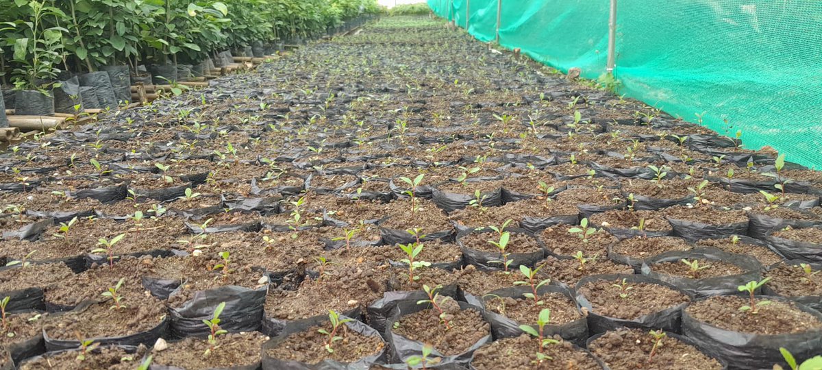 MDCallayuc's tweet photo. Nos acercamos a la meta de producir 500 000 plantones en lo que va del año, con el logro de germinación y el repique de #Aliso, nuestra Entidad se convierte en la mayor productora de plantones del proyecto #PonchoVerde en la provincia de Cutervo. https://t.co/N6I2l8L6qE