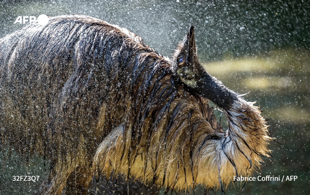 An emu bird cools off with water at the Servion Zoo in Switzerland during a new heatwave in Europe <a href="/Coffrinews/">Fabrice Coffrini</a> <a href="/AFPphoto/">AFP Photo</a> 
 شتر مرغی در باغ وحشی در سوییس خودش را خنک می کند موج گرما در اروپا