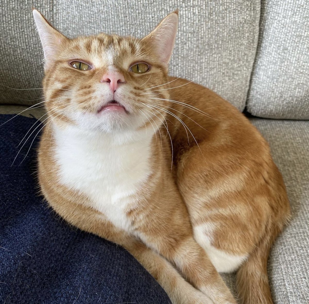 That face you make when you’re about to sneeze 🤣
📷: <a href="/lola_and_popps/">Lola and Popps</a>
#catsoftwitter #thecatniptimes