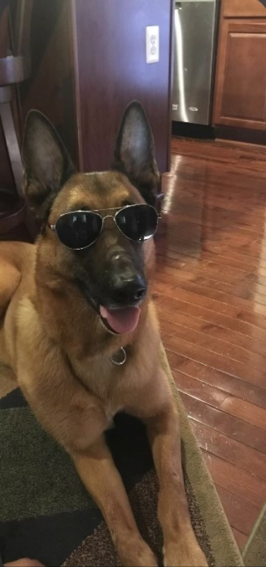 SecretService's tweet photo. We are saddened to announce the passing of retired #UniformedDivision canine Maximus, who proudly served from 2009 until 2018. This very good boy will be missed by his handler &amp; #SecretService family. https://t.co/WD8gXm6oPM