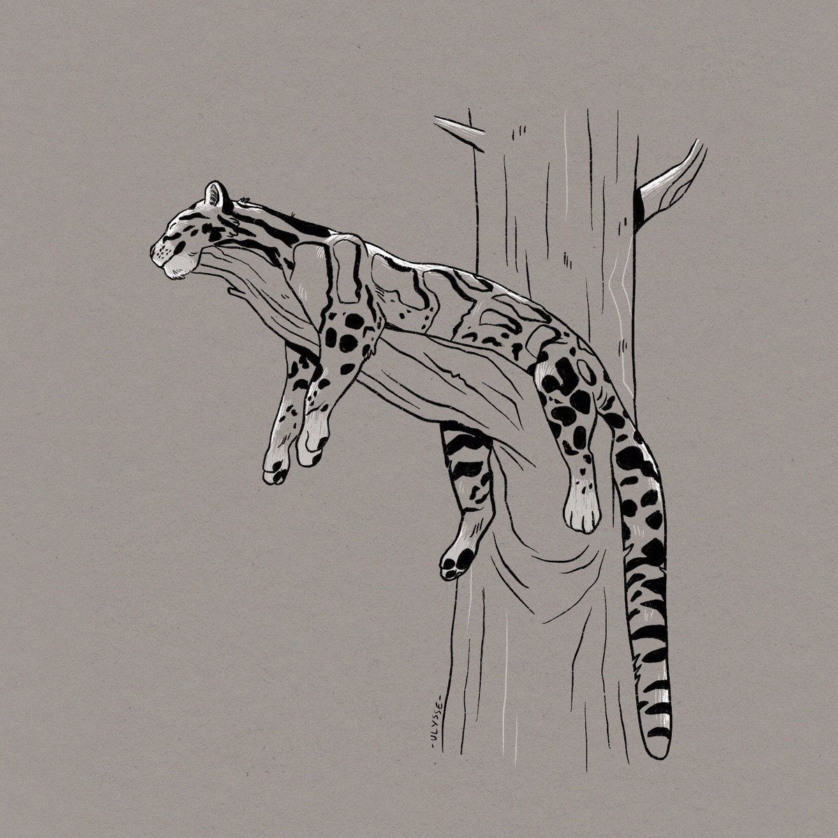 Hey! It's the #InternationalCloudedLeopardDay! 🐾 
