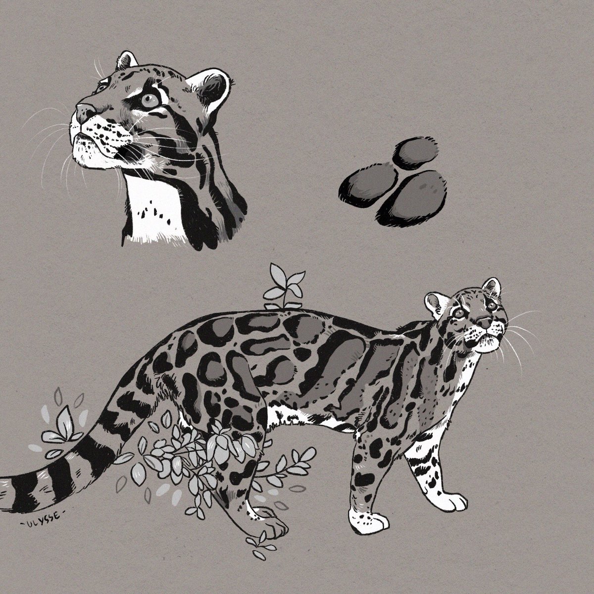 Hey! It's the #InternationalCloudedLeopardDay! 🐾 